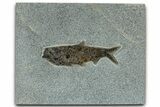 Detailed Fossil Fish (Knightia) - Wyoming #327848-1
